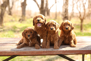 F1 Mini Goldendoodles